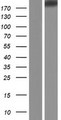 FER1L6 Protein - Western validation with an anti-DDK antibody * L: Control HEK293 lysate R: Over-expression lysate