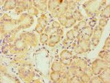 FES Antibody - Immunohistochemistry of paraffin-embedded human pancreas using antibody at 1:100 dilution.