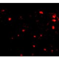 FEZ2 Antibody - Immunofluorescence of human brain tissue using FEZ2 antibody at 5 µg/mL.