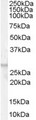 FFAR1 / GPR40 Antibody - Antibody (0.01 ug/ml) staining of Human Breast lysate (35 ug protein in RIPA buffer). Primary incubation was 1 hour. Detected by chemiluminescence.