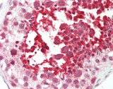 FGD1 Antibody - Human Testis: Formalin-Fixed, Paraffin-Embedded (FFPE).  This image was taken for the unconjugated form of this product. Other forms have not been tested.
