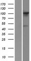 FGD1 Protein - Western validation with an anti-DDK antibody * L: Control HEK293 lysate R: Over-expression lysate