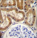 FGD2 Antibody - FGD2 Antibody immunohistochemistry of formalin-fixed and paraffin-embedded human kidney tissue followed by peroxidase-conjugated secondary antibody and DAB staining.