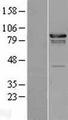 FGD4 Protein - Western validation with an anti-DDK antibody * L: Control HEK293 lysate R: Over-expression lysate