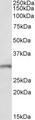 FGF14 Antibody - FGF14 antibody (1 ug/ml) staining of Mouse Brain lysate (35 ug protein in RIPA buffer). Primary incubation was 1 hour. Detected by chemiluminescence.