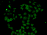 FGF14 Antibody - Immunofluorescence analysis of U20S cells.