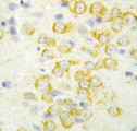 FGF9 Antibody - FGF9 antibody. IHC(P): Rat Brain Tissue.