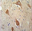 FGFBP3 Antibody - FGFBP3 Antibody immunohistochemistry of formalin-fixed and paraffin-embedded human brain tissue followed by peroxidase-conjugated secondary antibody and DAB staining.