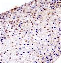 FGFR1 / FGF Receptor 1 Antibody - Mouse Fgfr1 Antibody immunohistochemistry of formalin-fixed and paraffin-embedded mouse adrenal glands followed by peroxidase-conjugated secondary antibody and DAB staining.