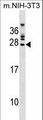 FGFR1OP2 Antibody - FGFR1OP2 Antibody western blot of mouse NIH-3T3 cell line lysates (35 ug/lane). The FGFR1OP2 antibody detected the FGFR1OP2 protein (arrow).