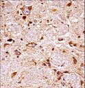 FGFR3 Antibody - Mouse Fgfr3 Antibody immunohistochemistry of formalin-fixed and paraffin-embedded mouse brain tissue followed by peroxidase-conjugated secondary antibody and DAB staining.