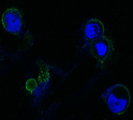 FGFR4 Antibody - Confocal immunofluorescence of methanol-fixed HEK293 cells transfected with FGFR4-hIgGFc using FGFR4 mouse monoclonal antibody(green), showing membrane localization. Blue: DRAQ5 fluorescent DNA dye.
