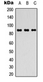 FGFR4 Antibody - Western blot analysis of FGFR4 expression in Raji (A); HEK293T (B); NIH3T3 (C) whole cell lysates.