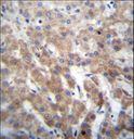FGFRL1 Antibody - FGFRL1 Antibody immunohistochemistry of formalin-fixed and paraffin-embedded human liver tissue followed by peroxidase-conjugated secondary antibody and DAB staining.