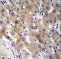 FGL1 / Hepassocin Antibody - FGL1 Antibody immunohistochemistry of formalin-fixed and paraffin-embedded human liver tissue followed by peroxidase-conjugated secondary antibody and DAB staining.