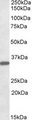 FGL1 / Hepassocin Antibody - FGL1 antibody (0.1 ug/ml) staining of Human Liver lysate (35 ug protein/ml in RIPA buffer). Primary incubation was 1 hour. Detected by chemiluminescence.