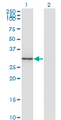 FGL1 / Hepassocin Antibody - Western Blot analysis of FGL1 expression in transfected 293T cell line by FGL1 monoclonal antibody (M01), clone 2A4.Lane 1: FGL1 transfected lysate(36.4 KDa).Lane 2: Non-transfected lysate.