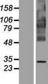 FITM1 Protein - Western validation with an anti-DDK antibody * L: Control HEK293 lysate R: Over-expression lysate