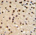 FKBP10 / FKBP65 Antibody - FKBP10 Antibody IHC of formalin-fixed and paraffin-embedded mouse brain tissue followed by peroxidase-conjugated secondary antibody and DAB staining.
