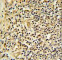 FKBP11 Antibody - FKBP11 Antibody IHC of formalin-fixed and paraffin-embedded human tonsil tissue followed by peroxidase-conjugated secondary antibody and DAB staining.