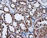 FKBP1A / FKBP12 Antibody - IHC of paraffin-embedded Kidney tissue using anti-FKBP1A mouse monoclonal antibody. (Dilution 1:50).