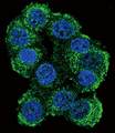 FKBP1B / FKBP12.6 Antibody - Confocal immunofluorescence of FKBP1B Antibody (N-term E6) with 293 cell followed by Alexa Fluor 488-conjugated goat anti-rabbit lgG (green). DAPI was used to stain the cell nuclear (blue).