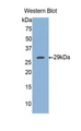 FKBP38 / FKBP8 Antibody - Western blot of recombinant FKBP38 / FKBP8.  This image was taken for the unconjugated form of this product. Other forms have not been tested.