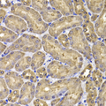 FKBP6 Antibody - Immunohistochemistry of paraffin-embedded mouse kidney tissue.