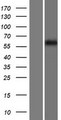 FKBP9 Protein - Western validation with an anti-DDK antibody * L: Control HEK293 lysate R: Over-expression lysate