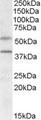 FKSG80 / GPR81 Antibody - GPR81 antibody (0.5 ug/ml) staining of Human Liver lysate (35 ug protein/ml in RIPA buffer). Primary incubation was 1 hour. Detected by chemiluminescence.
