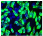 Flag Tag Antibody - IF:Hela cells transfected with DDK-tagged CD146 ORF cDNA clone were immunostained with M0002 antibody,and then colored in greed with FITC conjugated Secondary antibody(1:2000).The nuclei(blue) were counterstained with DAPI.
