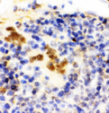 FLI1 Antibody - FLI1 / FLI-1 antibody. IHC(P): Rat Spleen Tissue.