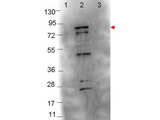 fliC / Flagellin Antibody - Anti-Flagellin Antibody - Western Blot. Western blot showing detection of 0.1 ug of recombinant Flagellin protein. Lane 1: Molecular weight markers. Lane 2: MBP-Flagellin fusion protein (arrowhead at expected MW: 76.3 kD). Lane 3: MBP alone. Protein was run on a 4-20% gel, then transferred to 0.45 micron nitrocellulose. After blocking with 1% BSA-TTBS (MB-013, diluted to 1X) overnight at 4°C, primary antibody was used at 1:1000 at room temperature for 30 min. HRP-conjugated Goat-Anti-Rabbit (p/n LS-C60865) secondary antibody was used at 1:40000 in MB-070 blocking buffer and imaged on the VersaDoc MP 4000 imaging system (Bio-Rad).