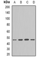 FLOT1 / Flotillin 1 Antibody - Western blot analysis of Flotillin-1 expression in HepG2 (A); HeLa (B); mouse lung (C); mouse brain (D) whole cell lysates.