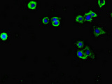 FLRT3 Antibody - Immunofluorescent analysis of HepG-2 cells diluted at 1:100 and Alexa Fluor 488-congugated AffiniPure Goat Anti-Rabbit IgG(H+L)
