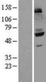 FMO4 Protein - Western validation with an anti-DDK antibody * L: Control HEK293 lysate R: Over-expression lysate