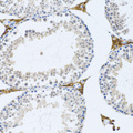 FMOD / Fibromodulin Antibody - Immunohistochemistry of paraffin-embedded mouse testis tissue.