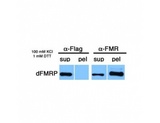 FMR1 / FMRP Antibody - Immunoprecipitation - Drosophila FMR1 antibody [6A15]  using tissue lysate from Drosophila cellularizing embryos