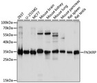 FN3KL / FN3KRP Antibody - Western blot analysis of extracts of various cell lines, using FN3KRP antibody at 1:1000 dilution. The secondary antibody used was an HRP Goat Anti-Rabbit IgG (H+L) at 1:10000 dilution. Lysates were loaded 25ug per lane and 3% nonfat dry milk in TBST was used for blocking. An ECL Kit was used for detection and the exposure time was 5s.