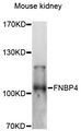 FNBP4 Antibody - Western blot analysis of extracts of mouse kidney, using FNBP4 antibody at 1:3000 dilution. The secondary antibody used was an HRP Goat Anti-Rabbit IgG (H+L) at 1:10000 dilution. Lysates were loaded 25ug per lane and 3% nonfat dry milk in TBST was used for blocking. An ECL Kit was used for detection and the exposure time was 90s.