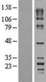 FNBP4 Protein - Western validation with an anti-DDK antibody * L: Control HEK293 lysate R: Over-expression lysate