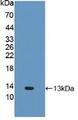 FNDC5 / Irisin Antibody - Western Blot; Sample: Recombinant FNDC5, Human.