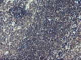 FNDC8 Antibody - IHC of paraffin-embedded Human lymph node tissue using anti-FNDC8 mouse monoclonal antibody. (Heat-induced epitope retrieval by 1 mM EDTA in 10mM Tris, pH8.5, 120°C for 3min).