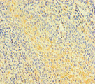 FNIP1 Antibody - Immunohistochemistry of paraffin-embedded human tonsil tissue at dilution of 1:100