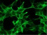 FOLH1 / PSMA Antibody - Immunofluorescent staining of LNCaP cells