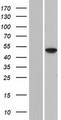 FOLH1B Protein - Western validation with an anti-DDK antibody * L: Control HEK293 lysate R: Over-expression lysate