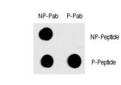 FOS / c-FOS Antibody - Dot blot of Phospho-FOS-T232 polyclonal antibody on nitrocellulose membrane. 50ng of Phospho-peptide or Non Phospho-peptide per dot were adsorbed. Antibody working concentration was 0.5ug per ml. P-antibody: phospho-antibody; P-Peptide: phospho-peptide; NP-Peptide: non-phospho-peptide.