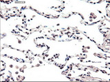 FOXA2 Antibody - IHC of paraffin-embedded lung using anti-FOXA2 mouse monoclonal antibody.