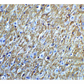 FOXA2 Antibody - Immunohistochemistry of FOXA2 in mouse brain tissue with FOXA2 Antibodyat 5 µg/mL.