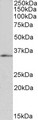 FOXB1 Antibody - Goat Anti-FOXB1 / FKH5 Antibody (1µg/ml) staining of HepG2 nuclear lysate (35µg protein in RIPA buffer). Primary incubation was 1 hour. Detected by chemiluminescencence